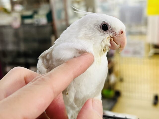 オカメインコ