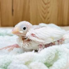 真っ白になるの🤍白文鳥（ヒナ）