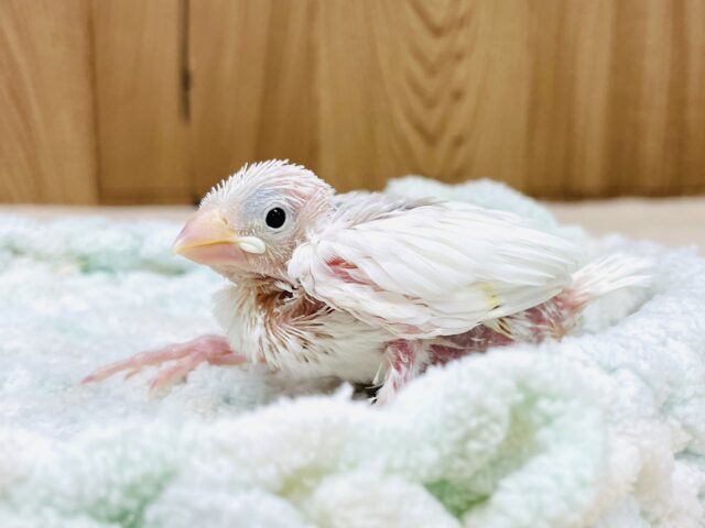 真っ白になるの🤍白文鳥（ヒナ）