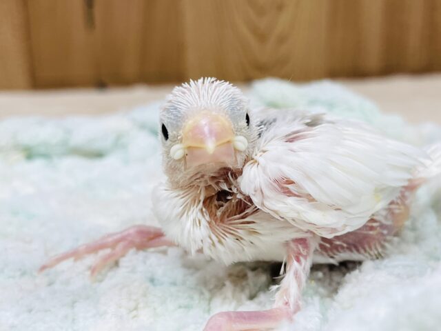 白文鳥