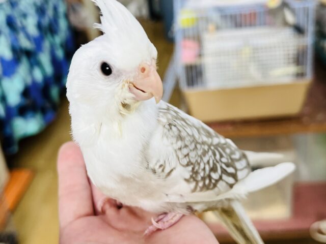 5/29更新☆キラキラ〜✨優しい水玉模様♡オカメインコ（WFシナモンパールパイド）