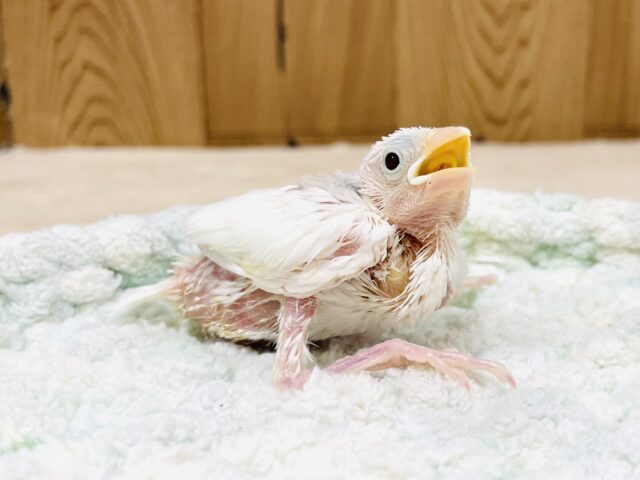 白文鳥
