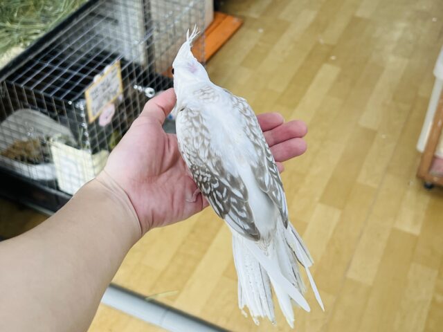オカメインコ