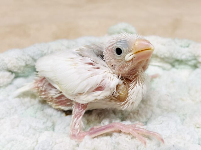 白文鳥