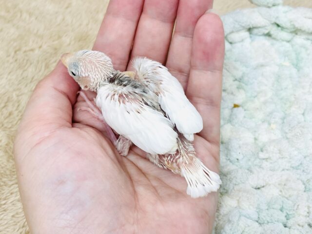 白文鳥