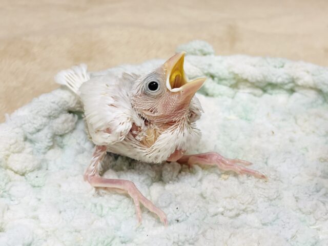 白文鳥