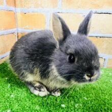 小顔ちゃん♡ネザーランドドワーフのブルーオター☆