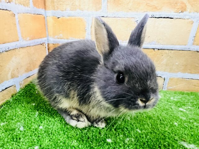 小顔ちゃん♡ネザーランドドワーフのブルーオター☆