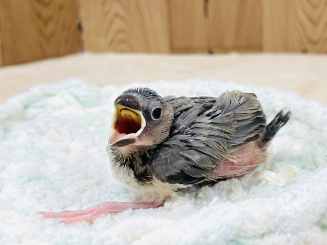 桜文鳥