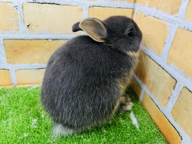 ネザーランドドワーフ