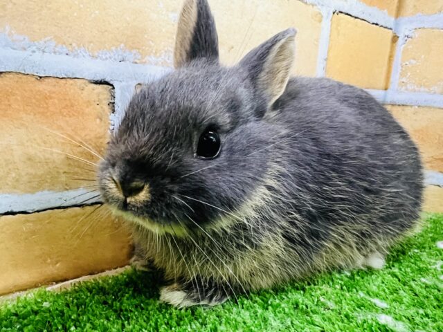 ネザーランドドワーフ