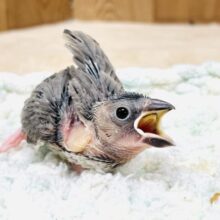 まんまるおめめ✨がチャームポイント！桜文鳥（ヒナ）