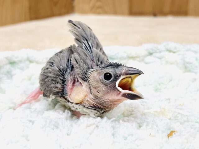まんまるおめめ✨がチャームポイント！桜文鳥（ヒナ）