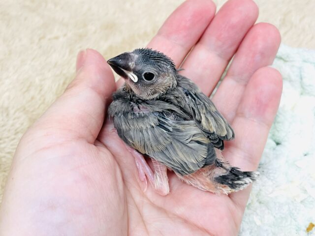 桜文鳥