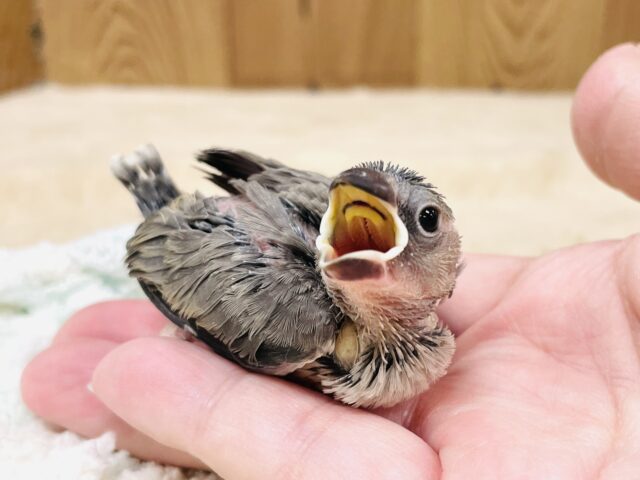桜文鳥