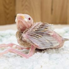 成長がたのしみ☺️シナモン文鳥（ヒナ）