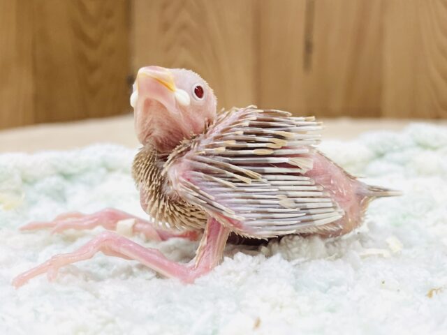 成長がたのしみ☺️シナモン文鳥（ヒナ）