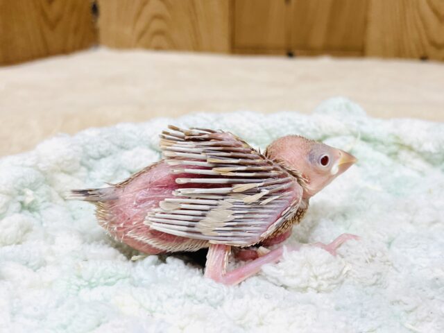 シナモン文鳥