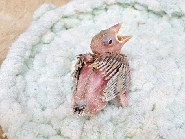 シナモン文鳥
