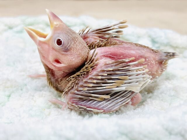 シナモン文鳥