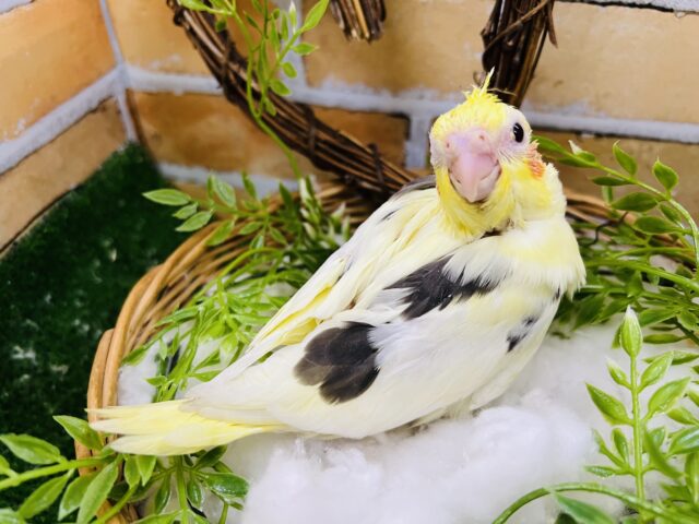 オカメインコ