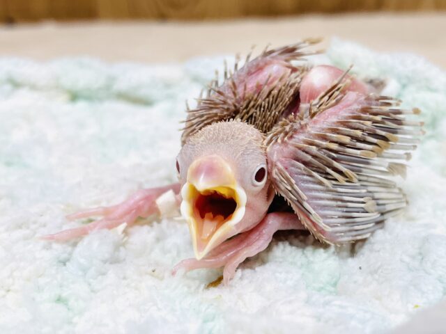 シナモン文鳥