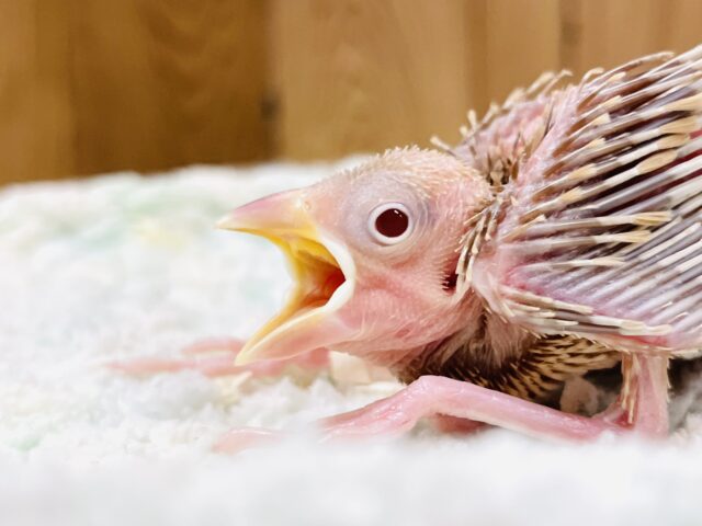 シナモン文鳥