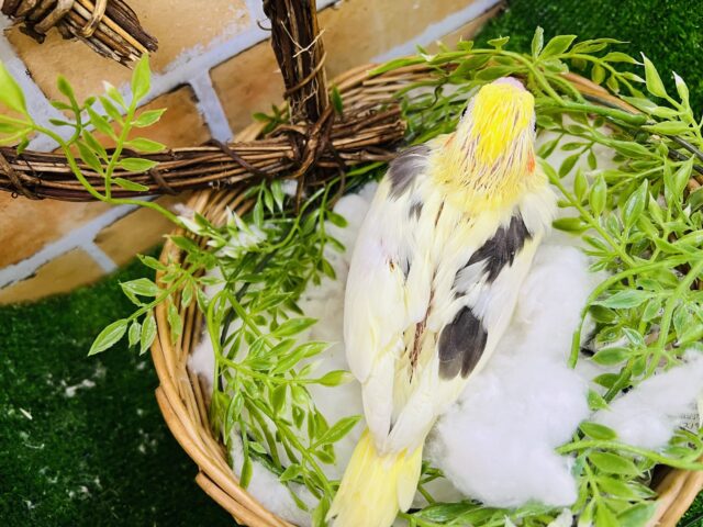 オカメインコ