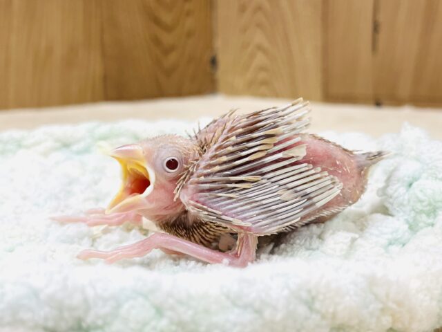 シナモン文鳥