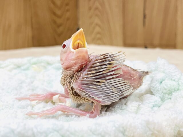 シナモン文鳥