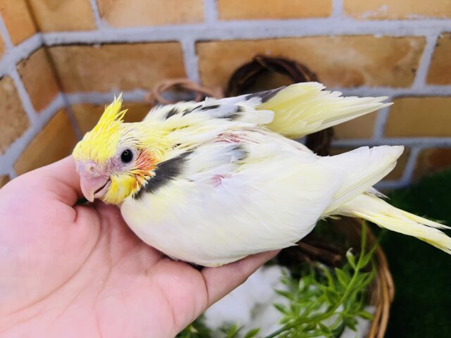 オカメインコ