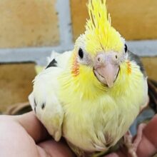 ﾓｰﾓｰ牛柄風？オカメインコのヘビーパイドの雛入舎です！