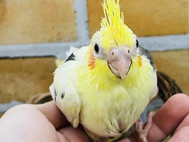 ﾓｰﾓｰ牛柄風？オカメインコのヘビーパイドの雛入舎です！