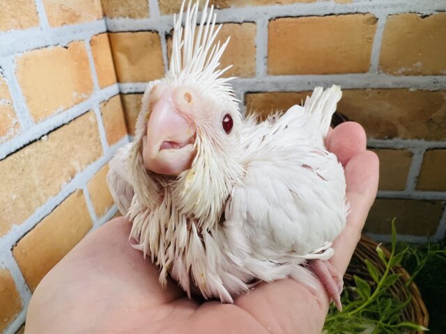オカメインコ