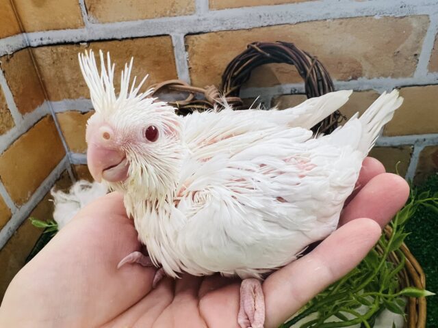オカメインコ