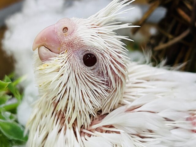 オカメインコ