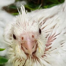 キャ〜♡♡ピュアが溢れおちる✨ピュアホワイトオカメインコ雛入舎です！