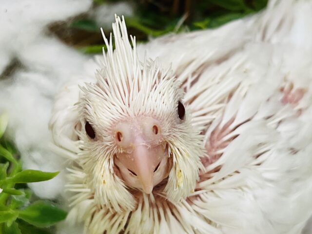 キャ〜♡♡ピュアが溢れおちる✨ピュアホワイトオカメインコ雛入舎です！