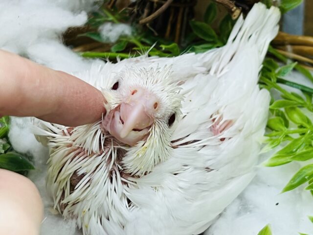 オカメインコ