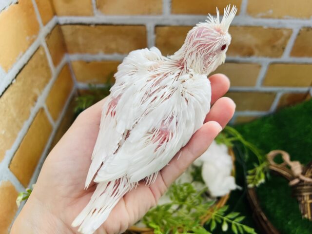 オカメインコ