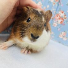 キミを相棒に❢❢❤︎* 全てを兼ね備えた✴️かわいいイングリッシュモルモットさん男のコ❤︎♂