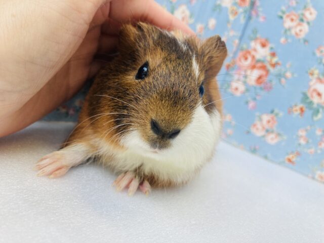 キミを相棒に❢❢❤︎* 全てを兼ね備えた✴️かわいいイングリッシュモルモットさん男のコ❤︎♂