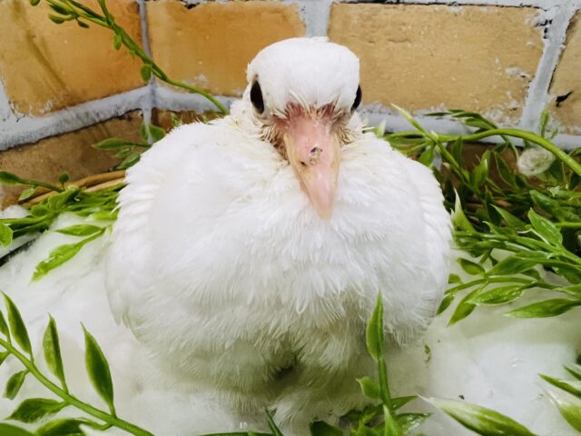 ギンバト