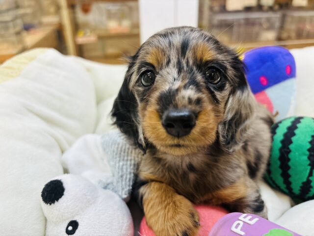 ミニチュアダックス