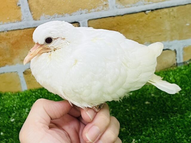 ギンバト