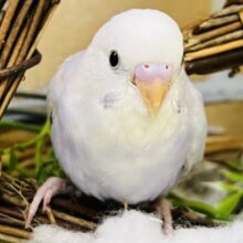 5/31更新☆繊細な儚げカラー🩵幻のセキセイインコのライラック✨