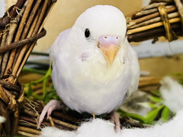 5/31更新☆繊細な儚げカラー🩵幻のセキセイインコのライラック✨