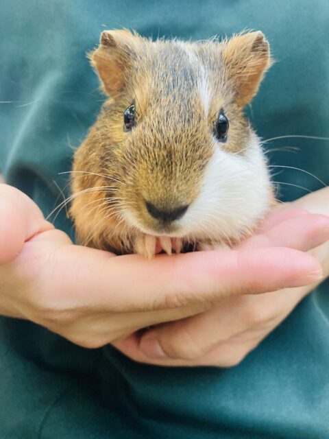 イングリッシュモルモット