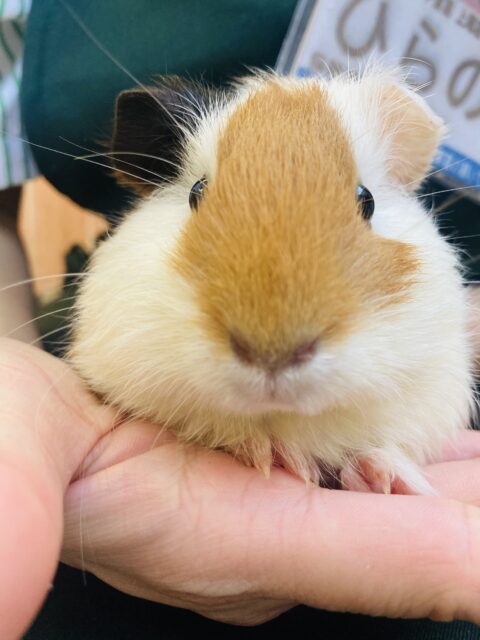イングリッシュモルモット
