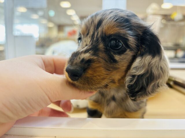 ミニチュアダックス